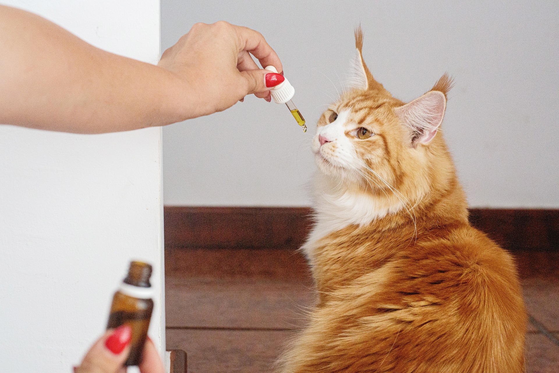 cbd oil for cat